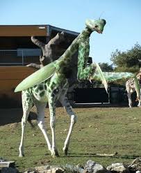 Euchomenella SalesGiraffe Heteroptera mantis on sale(Long Neck mantises)