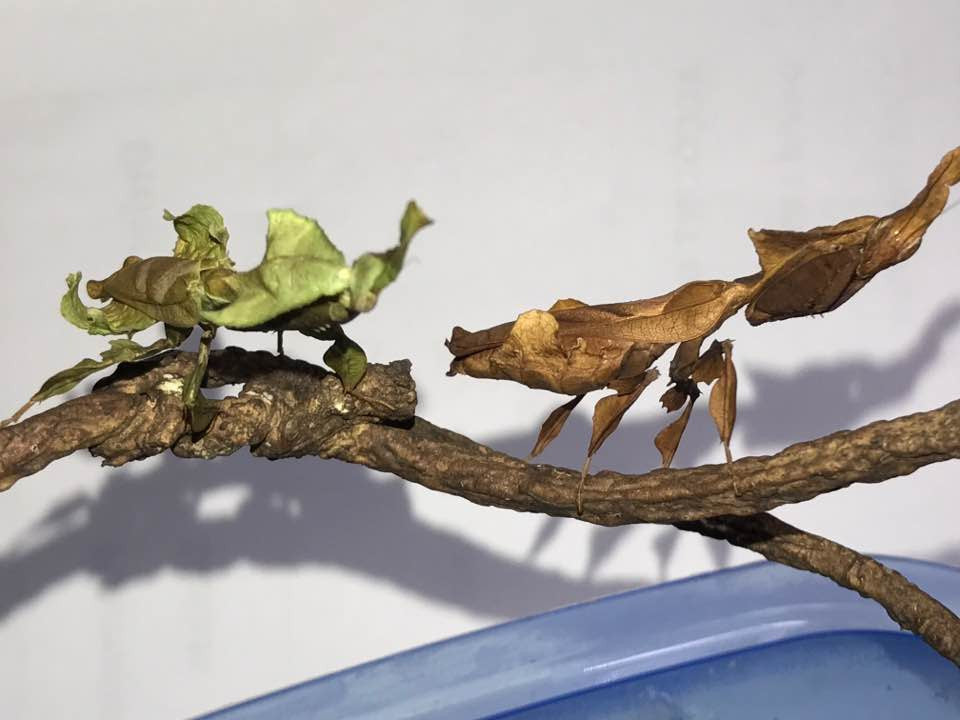 P paradoxa Ghost mantis All colors SALE