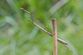 Euchomenella SalesGiraffe Heteroptera mantis on sale(Long Neck mantises) - USMANTIS