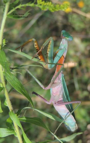 Hierodula sp. blue L2  3, Live Insects - USMantis.com