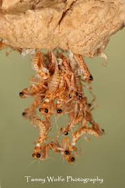 Deroplatys dessicata Dead leaf Praying mantis - USMANTIS