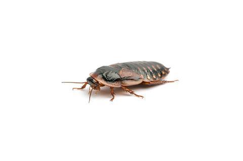 Cucarachas Dubia