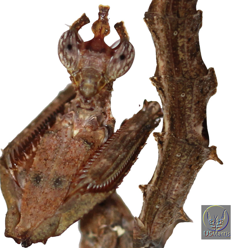 Stenophylla lobivertex "Dragon Mantis" - USMANTIS