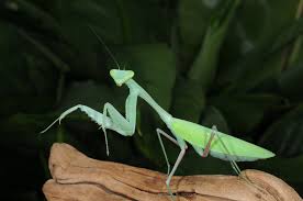 Hierodula membranacea Giant Asian Mantis, Live Insects - USMantis.com