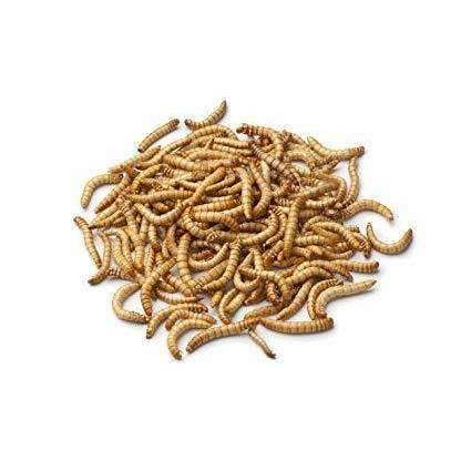 Mealworms - USMANTIS