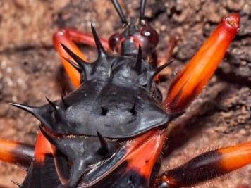 Psytalla Horrida "Horrid King" Assassin Bugs Colony, Live Insects - USMantis.com