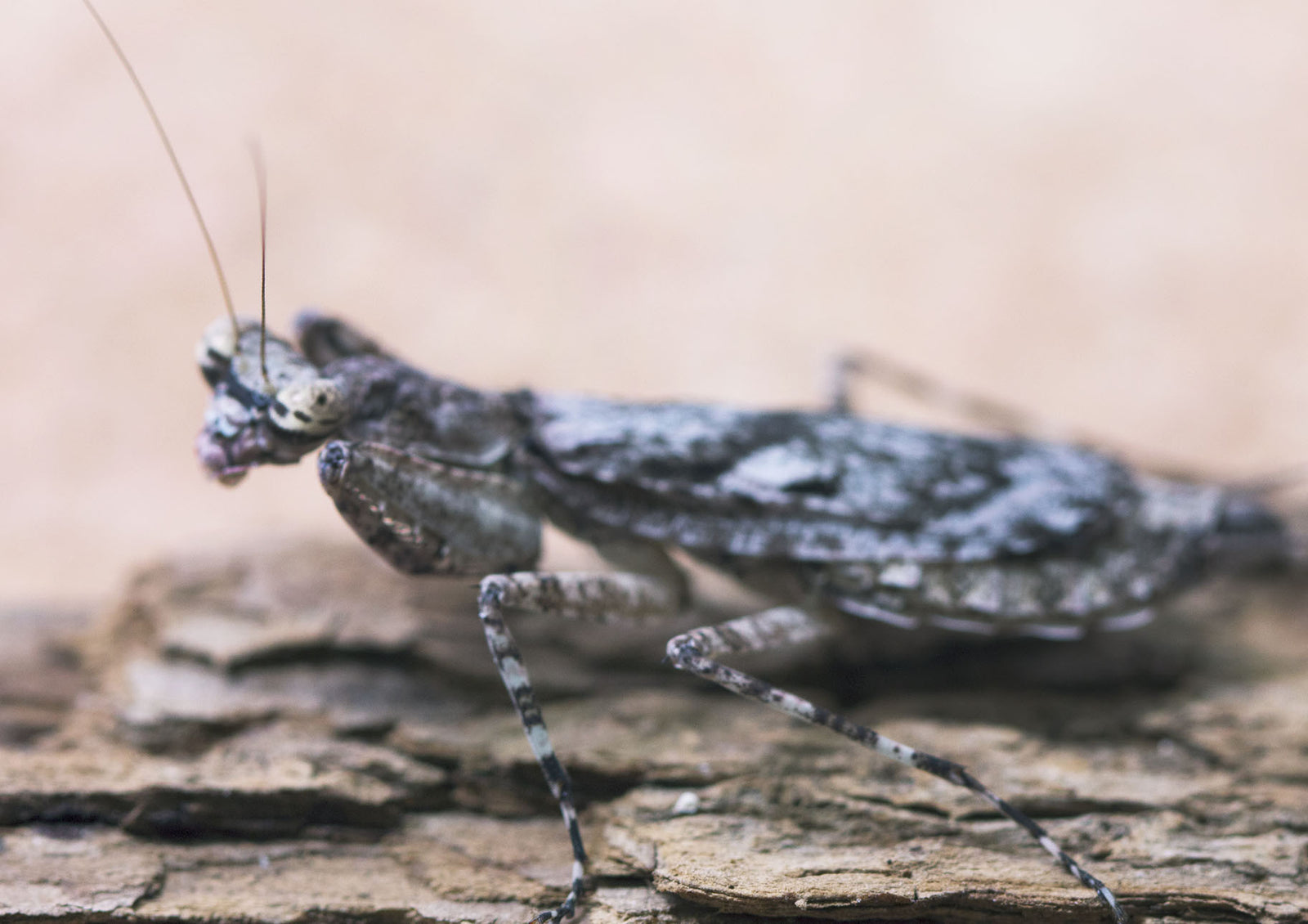 Humbertiella - USMANTIS