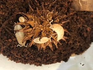 Orange Dalmatian Isopods (Porcellio scaber)