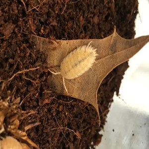 Orange Dalmatian Isopods (Porcellio scaber)