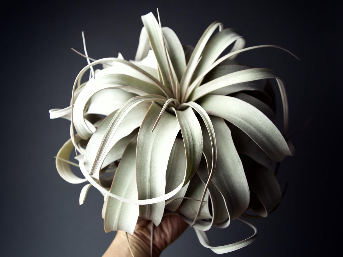 Tillandsia Xerographica Air Plants | Curly & Wide - USMANTIS
