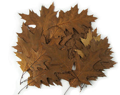 Red Oak Dried Leaves For Terrarium-Vivarium-Insect Habitat