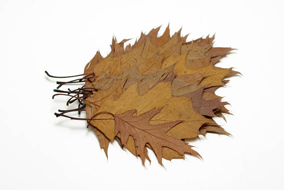 Live Oak Leaf Litter (1 Gallon) Natural bio-active substrate for terrariums and vivariums - USMANTIS