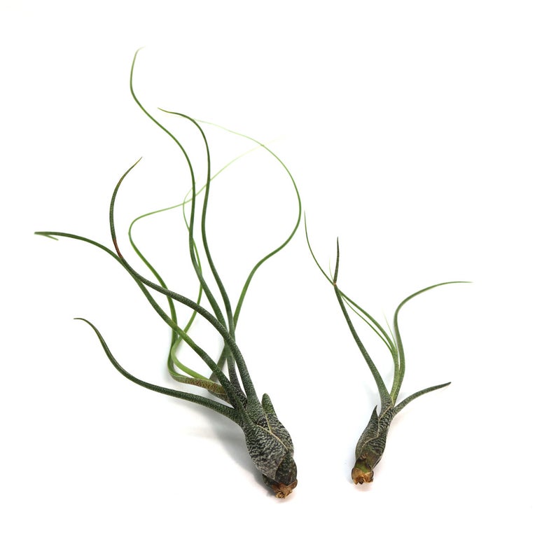 Tillandsia Butzii Air Plant (large) Hello Tilly Airplant Buy together, get free shipping - USMANTIS