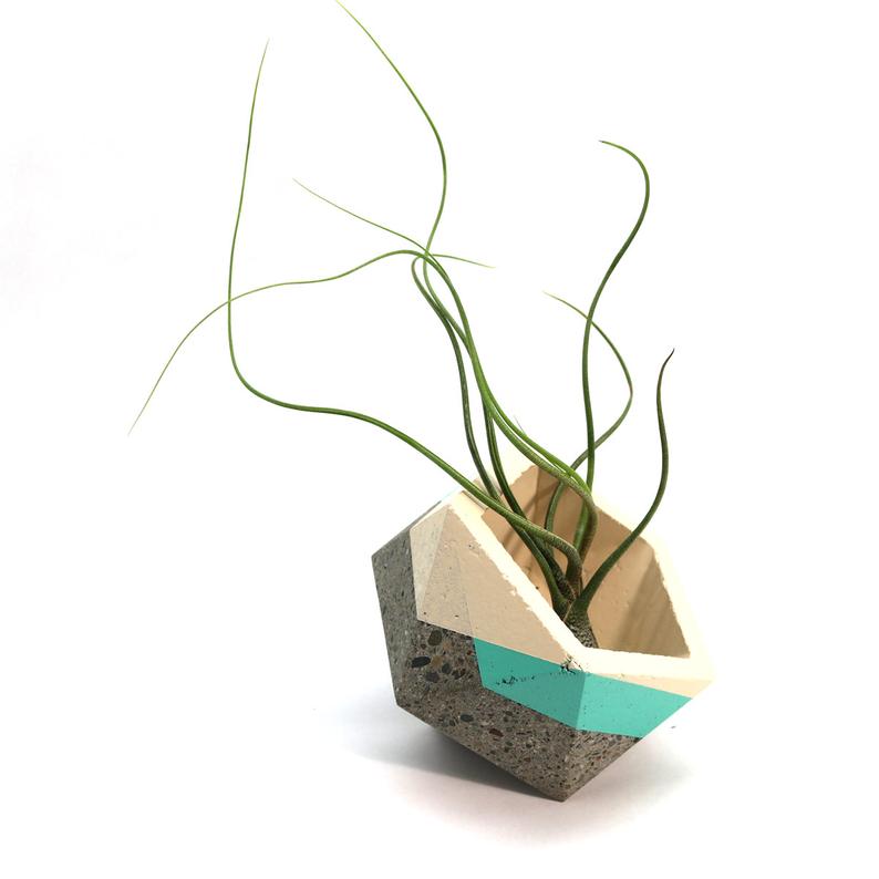 Tillandsia Butzii Air Plant (large) Hello Tilly Airplant Buy together, get free shipping - USMANTIS