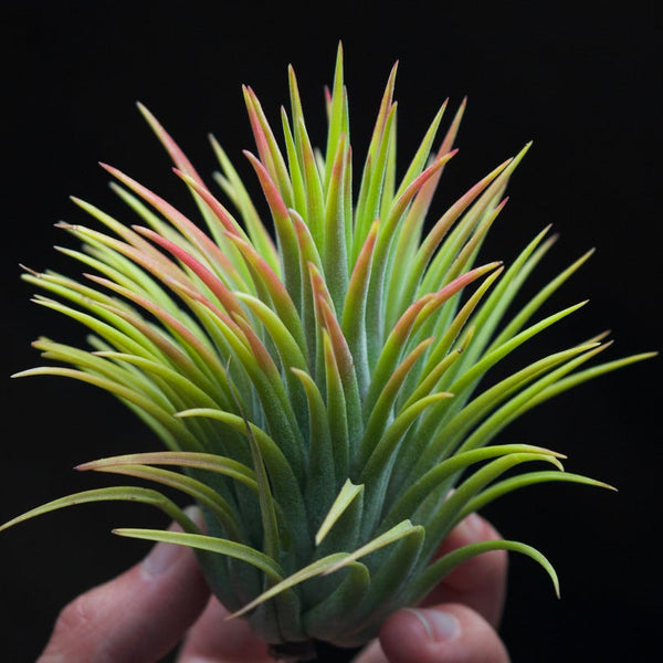 Tillandsia ionantha big boy crested 自家産 子株 Tillandsia