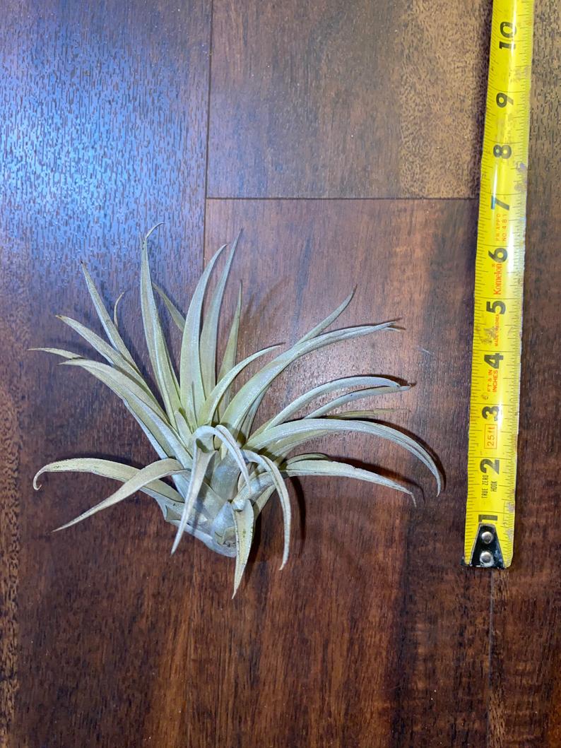 Tillandsia "Harrisii" - USMANTIS