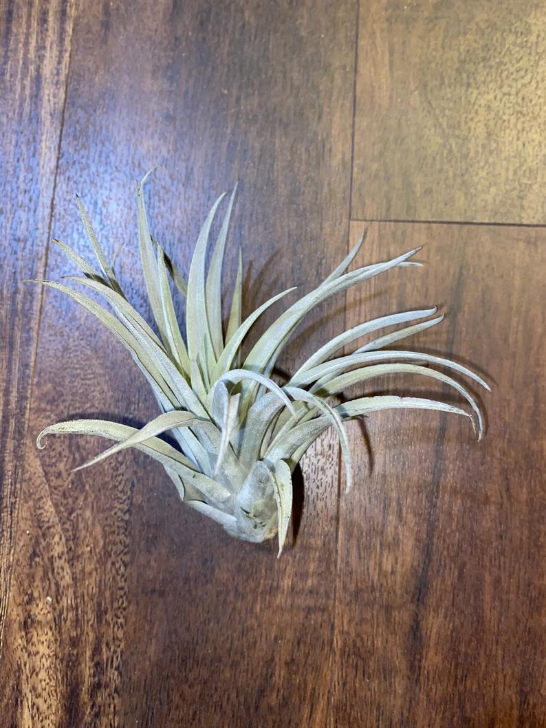 Tillandsia "Harrisii" - USMANTIS