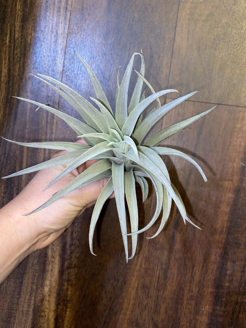 Tillandsia "Harrisii" - USMANTIS