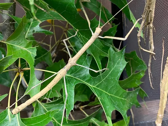 Phaenopharos Khaoyaiensis Stick Insect (Bud-Wing) 6-pack - USMANTIS