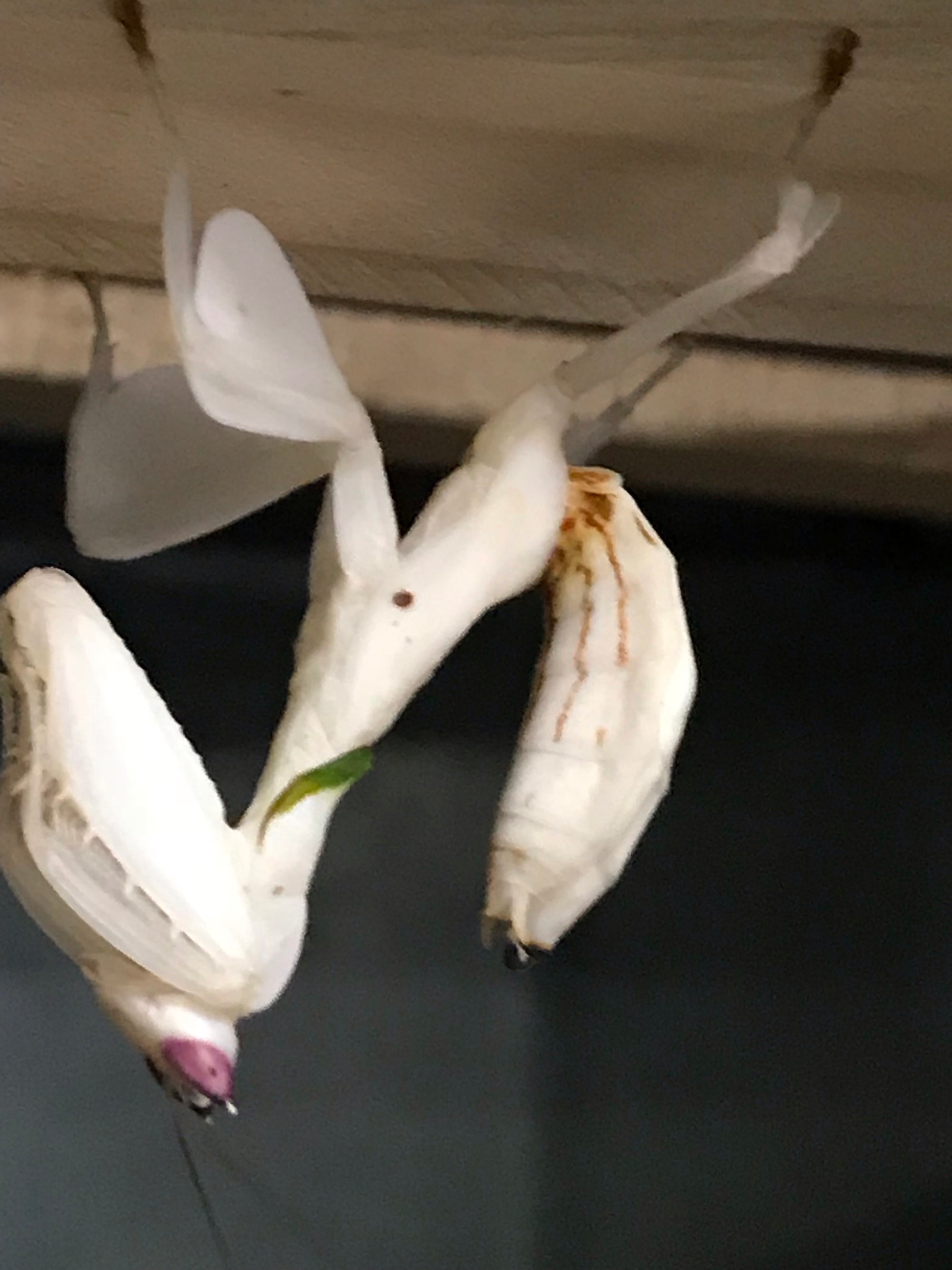 Hymenopus coronatus Orquídea mantis lo