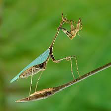 Sibylla dolosa - USMANTIS