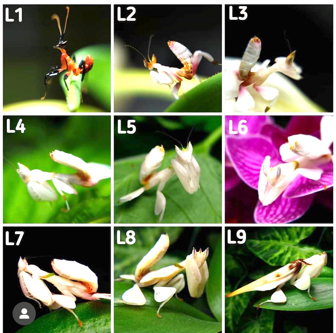 Hymenopus coronatus Orchid mantis lo - USMANTIS