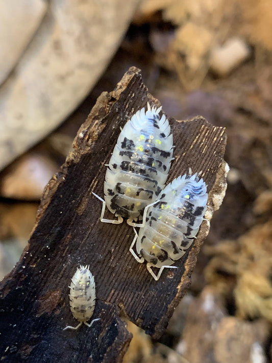 Oniscus asellus ‘Mardi Gras’ Isopods - USMANTIS