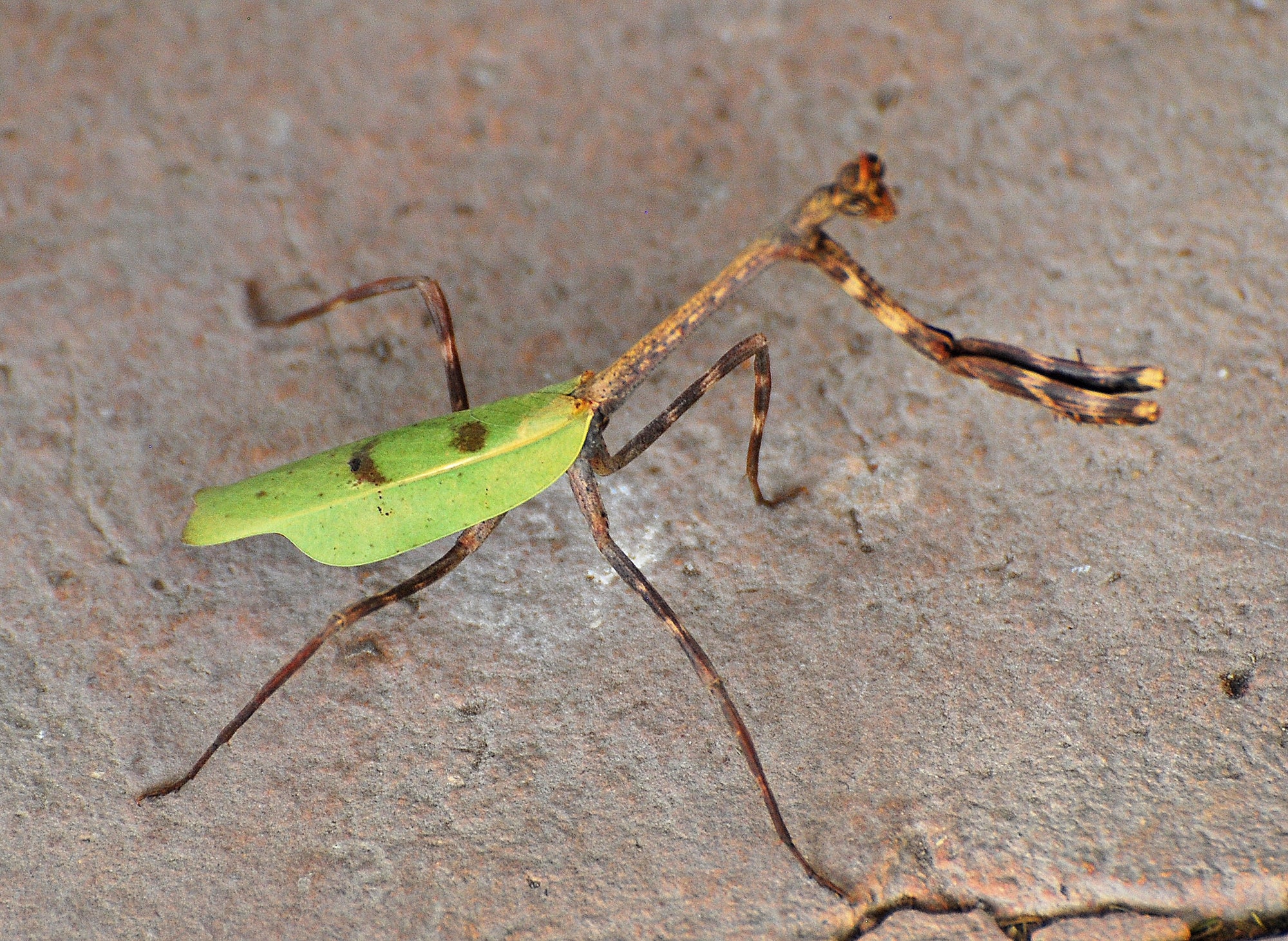 Phyllovates chlorphaea, con el nombre común de mantis unicornio de Texas,