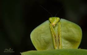 Choerdodis rhomboidea Peruvian shield mantis NEW “Cobra Mantis “ - USMANTIS