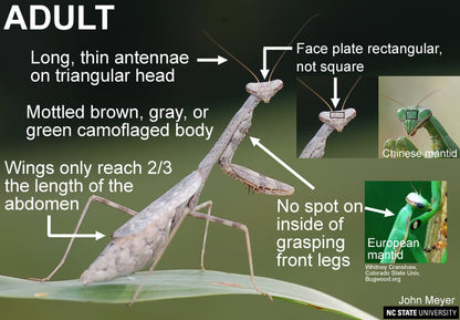 Basic Praying Mantis Kit - Egg Case ootheca - USMANTIS