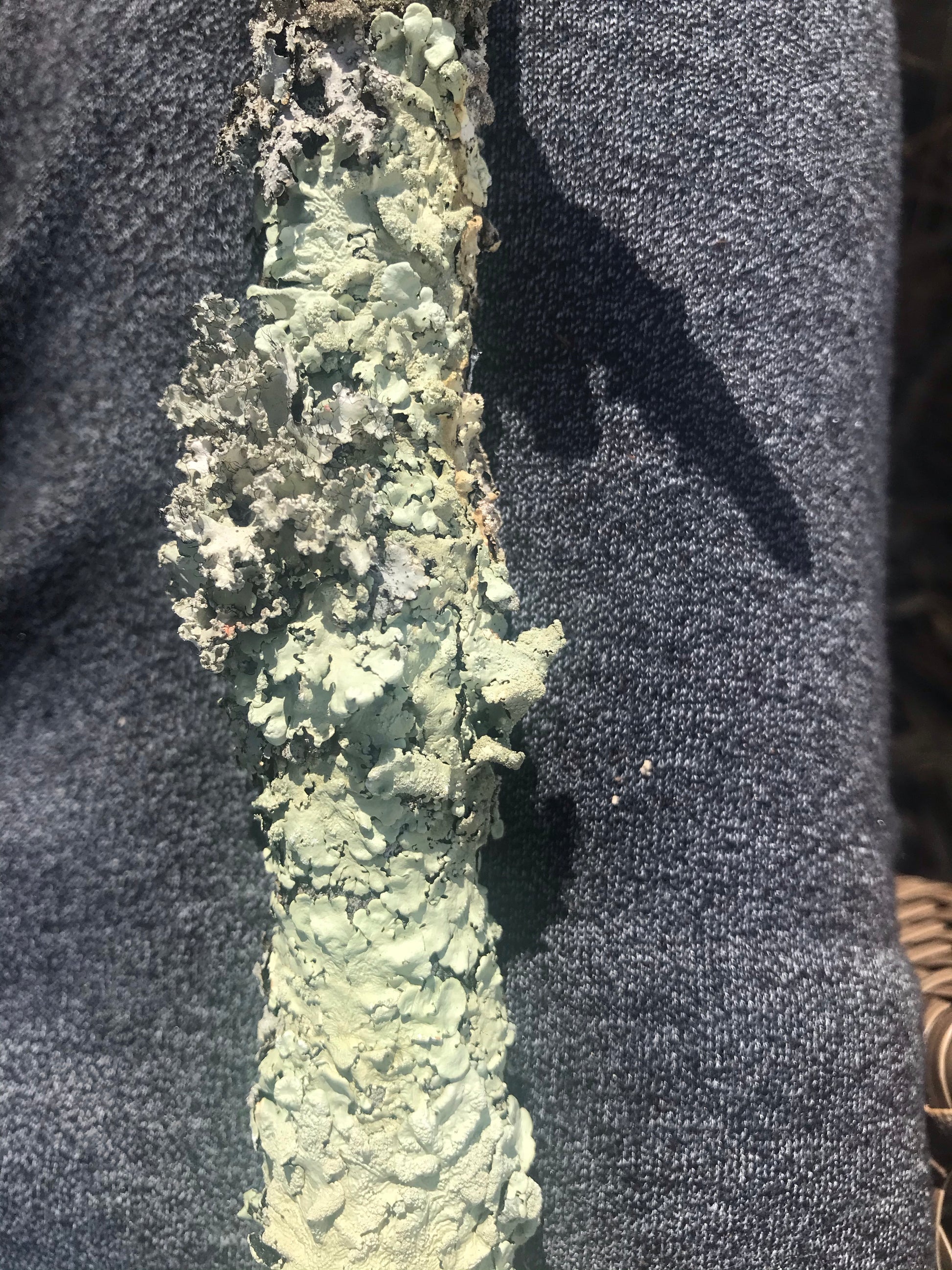 Lichen for bioactive habitats and phasmids - USMANTIS