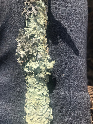 Lichen for bioactive habitats and phasmids