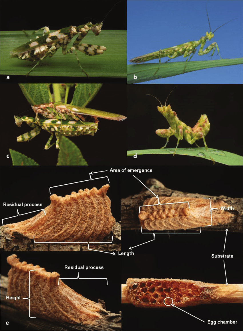 Harpagomantis tricolor flower - USMANTIS