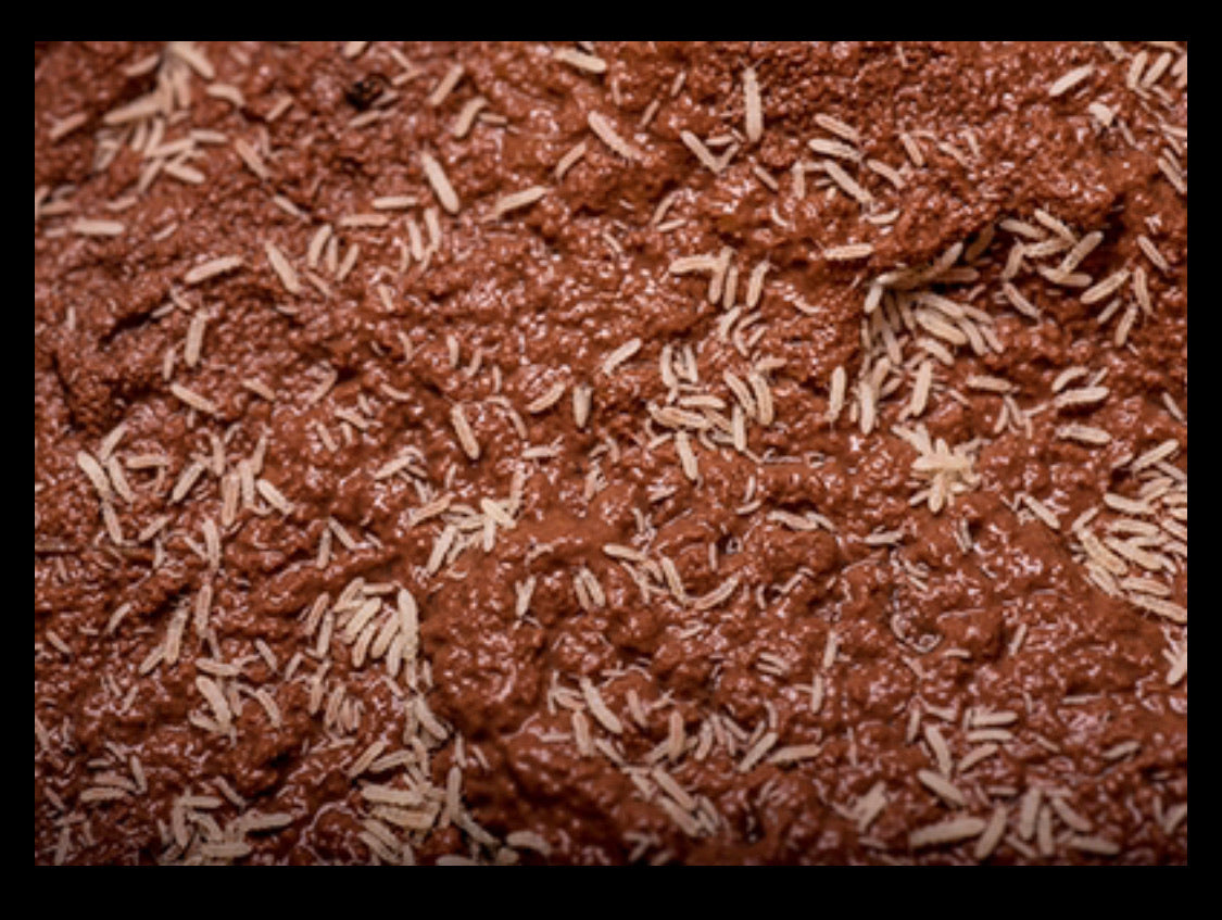 Springtail Food bioactive - USMANTIS