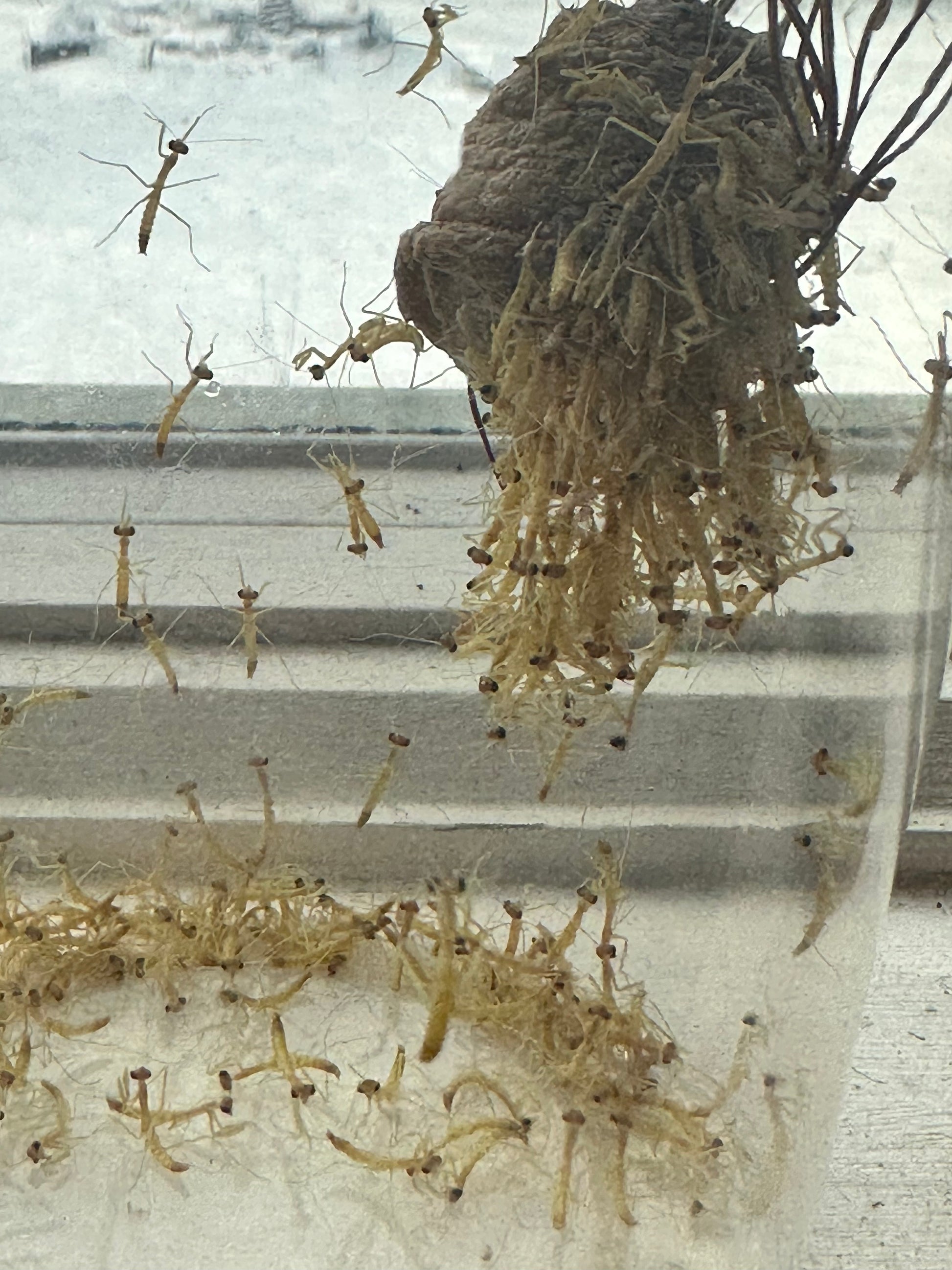 3 pack Chinese Mantis ooth egg Case live - USMANTIS