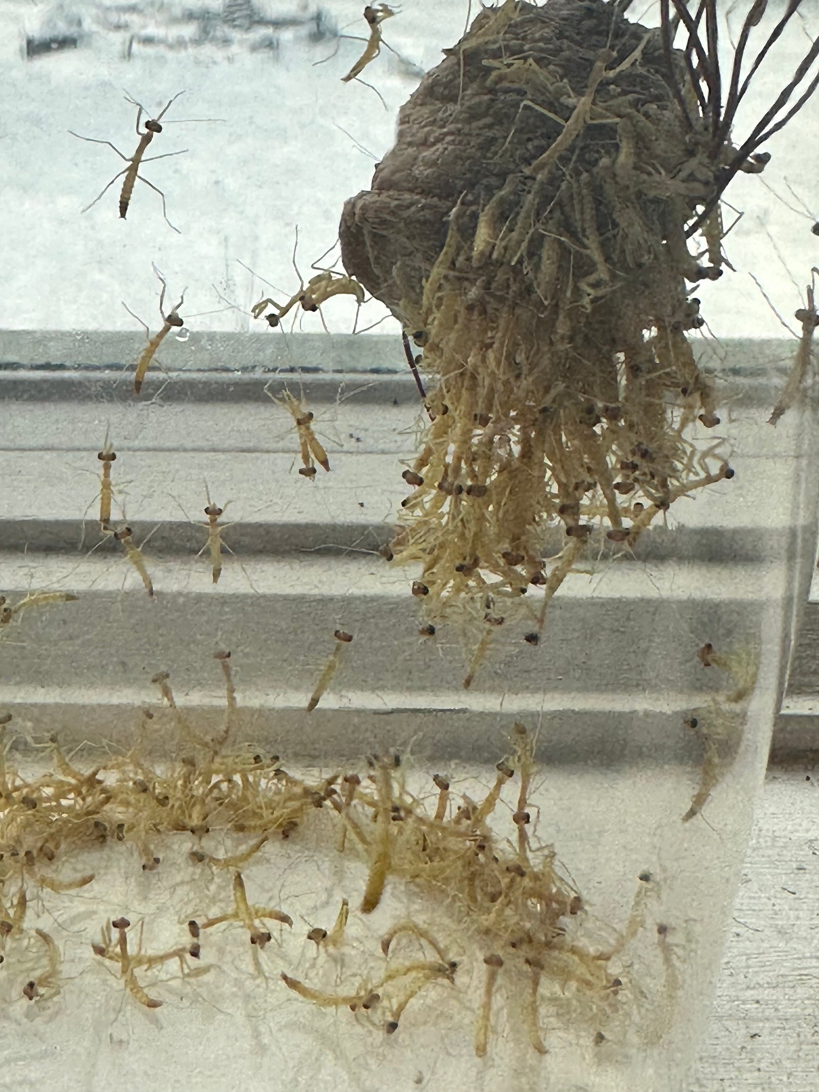 3 pack Chinese Mantis ooth egg Case live - USMANTIS