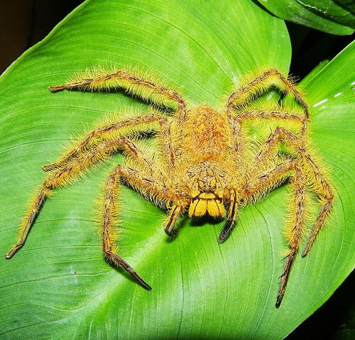 Heteropoda davidbowie huntsman spider - USMANTIS
