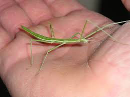 Carausius morosus 'Indian' or 'laboratory' stick insects 6-pack sale