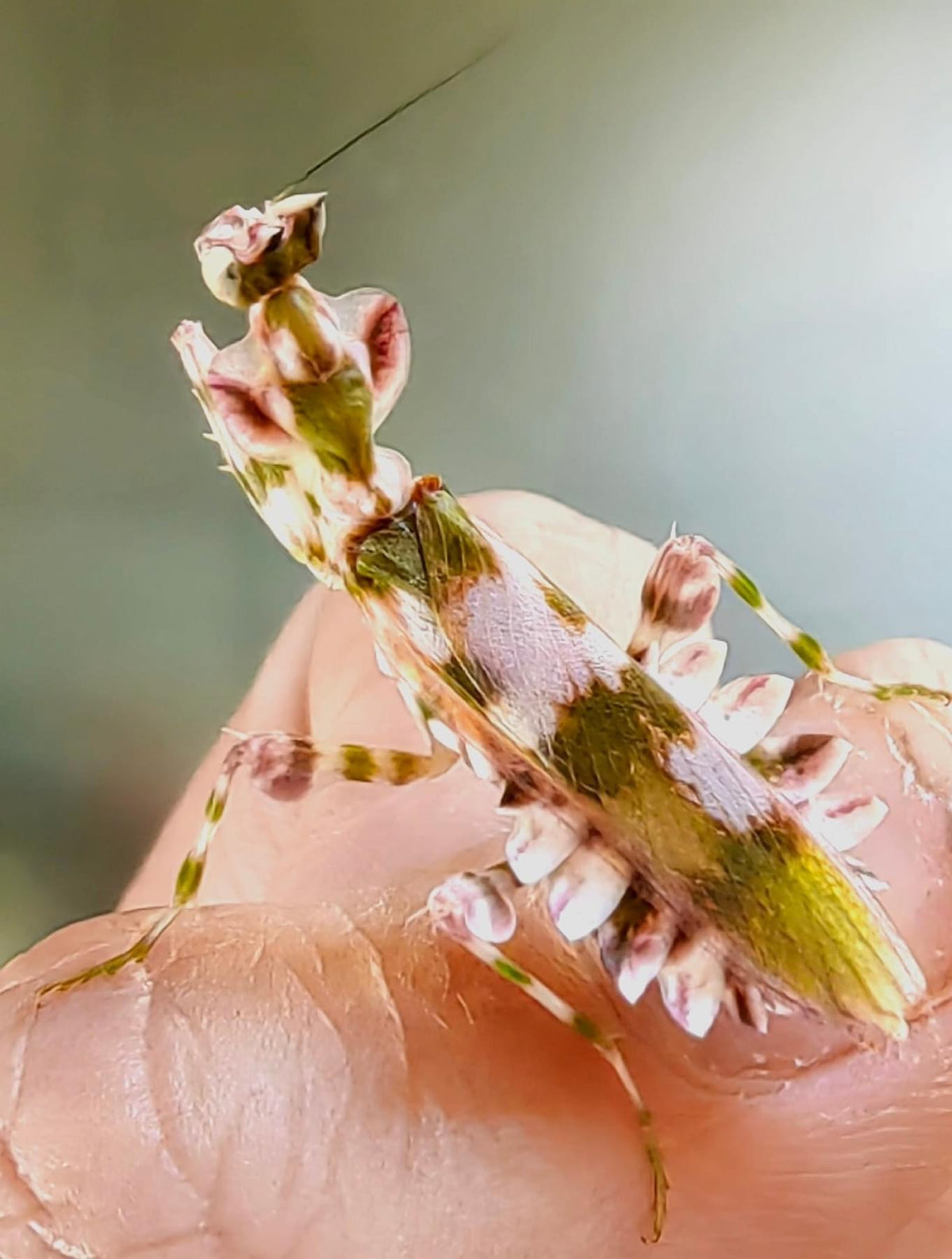 Harpagomantis tricolor flower - USMANTIS