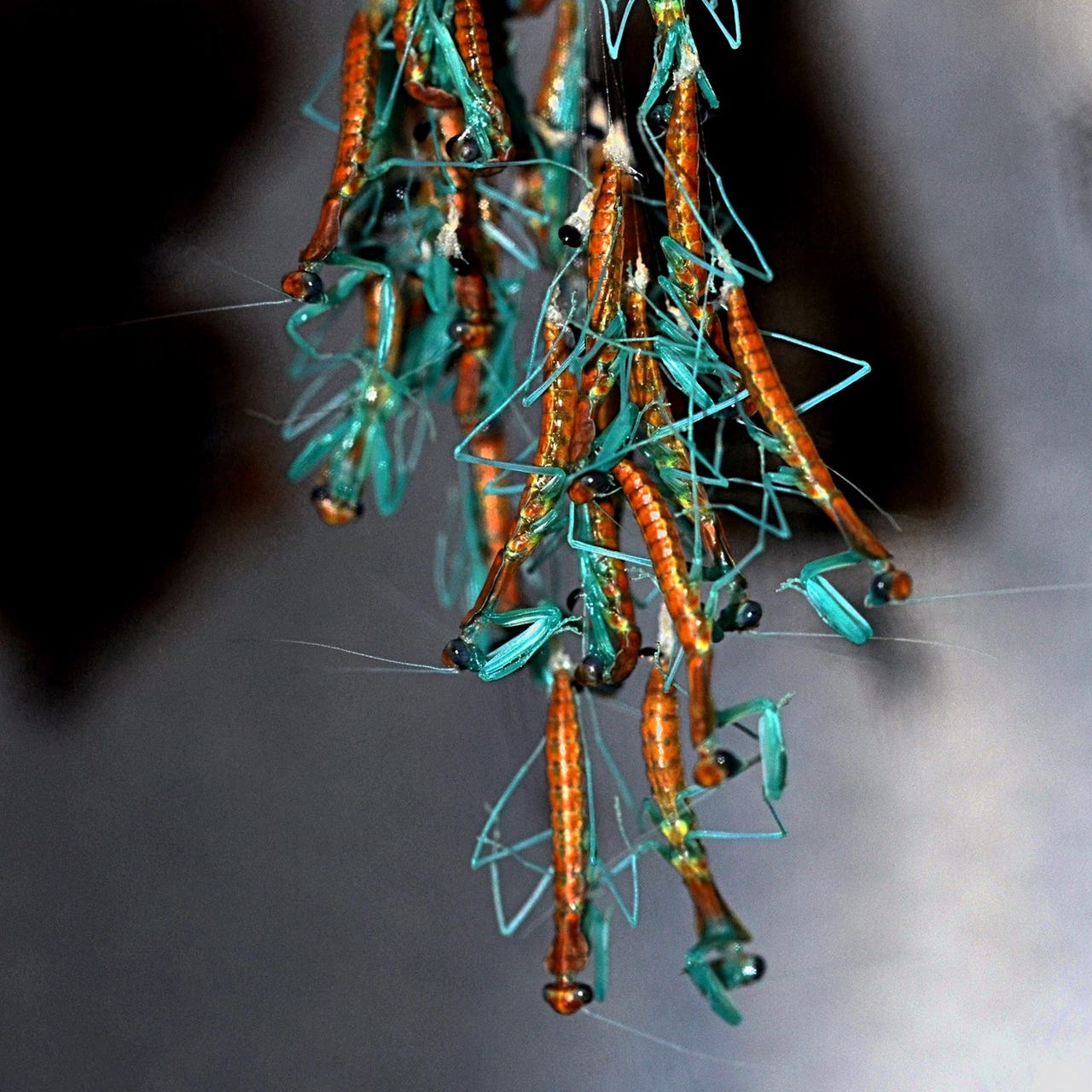 Choerdodis rhomboidea Peruvian shield mantis NEW “Cobra Mantis “ - USMANTIS