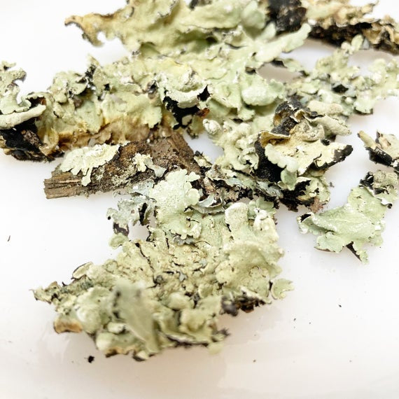 Lichen for bioactive habitats and phasmids - USMANTIS