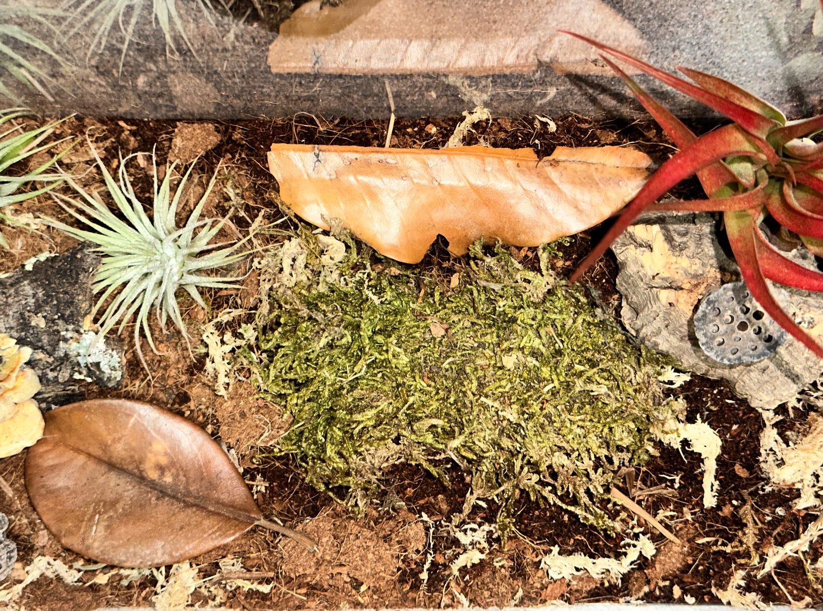 Nano Cribs Invertebrate Bio-active Habitat - USMANTIS