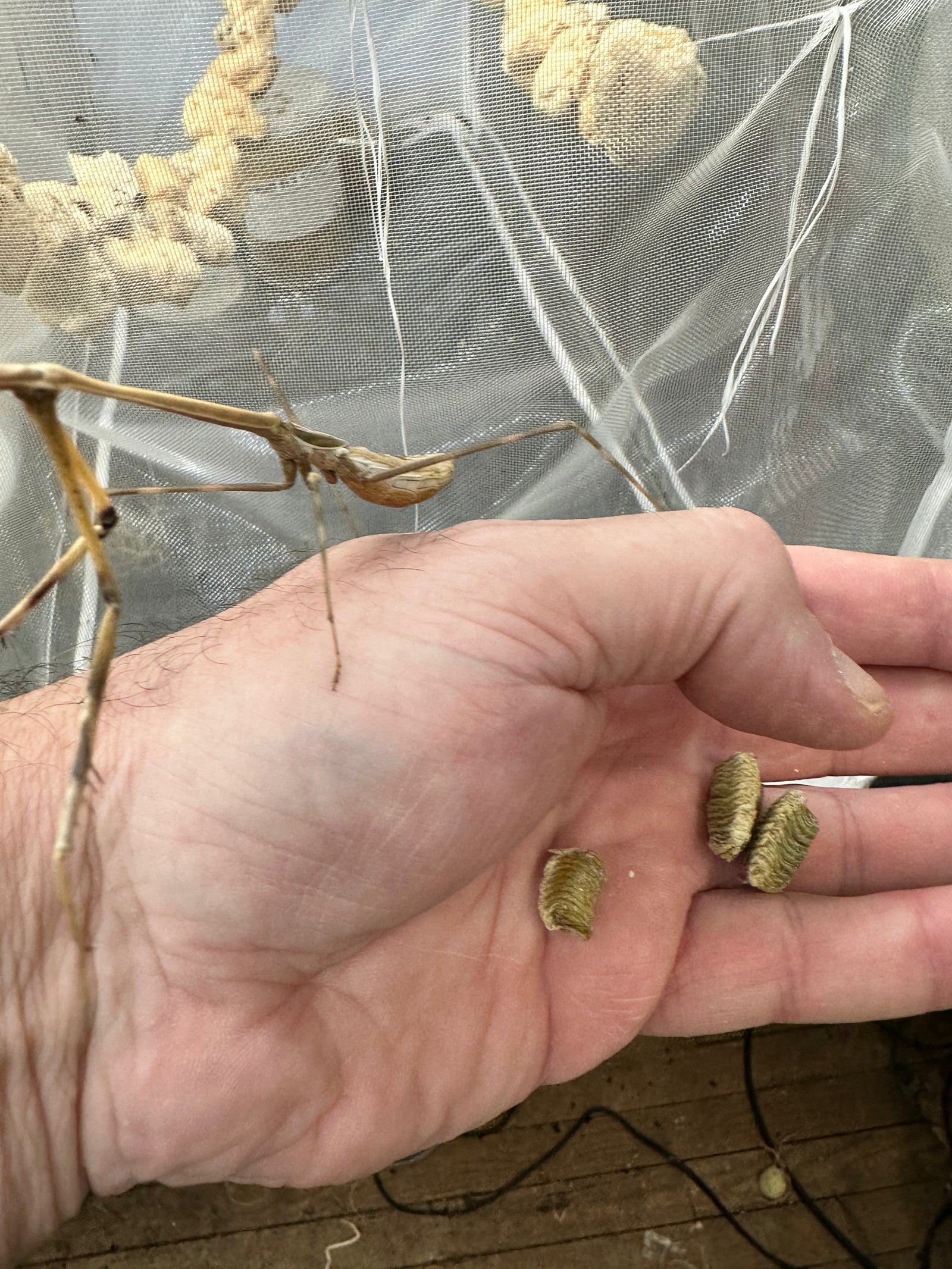 Euchomenella SalesGiraffe Heteroptera mantis on sale(Long Neck mantises) - USMANTIS