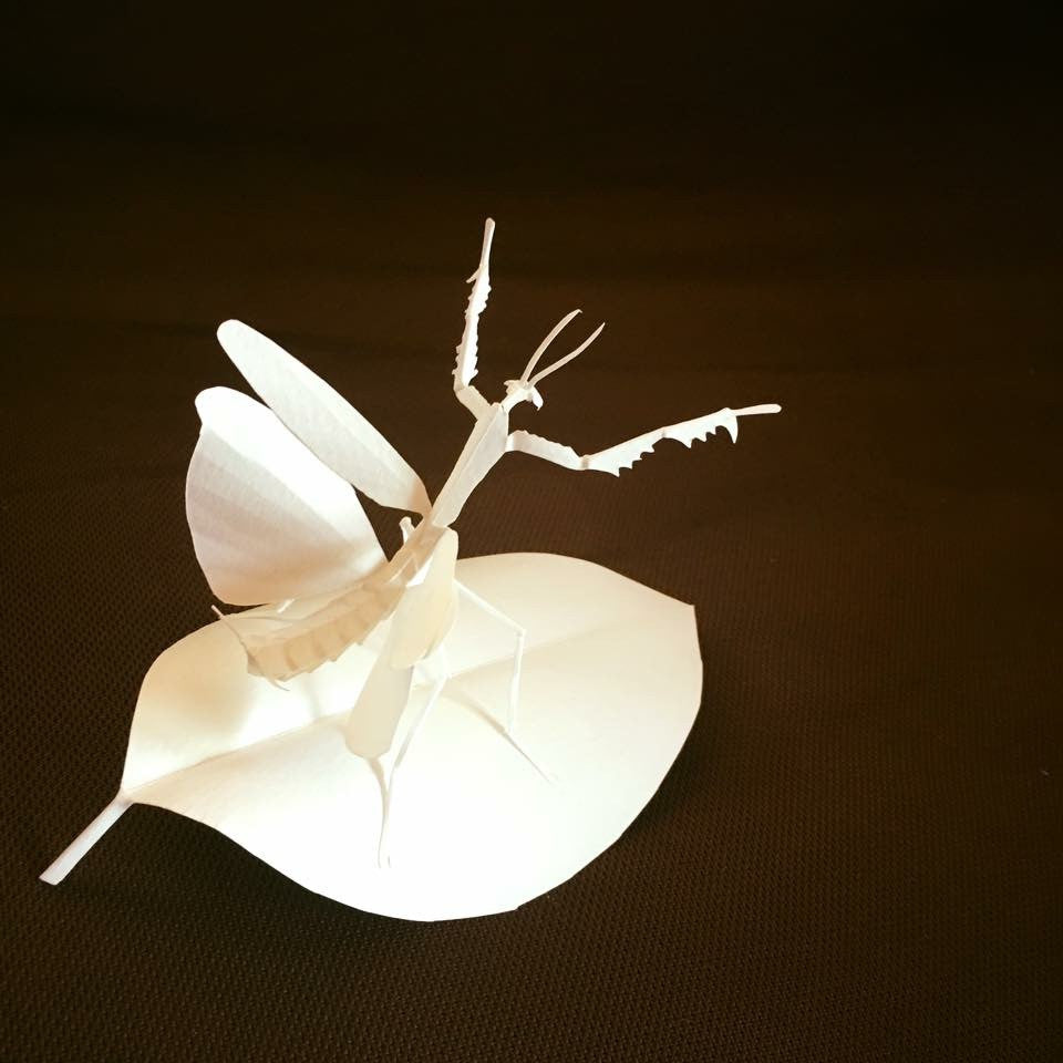 Paper insects - USMANTIS