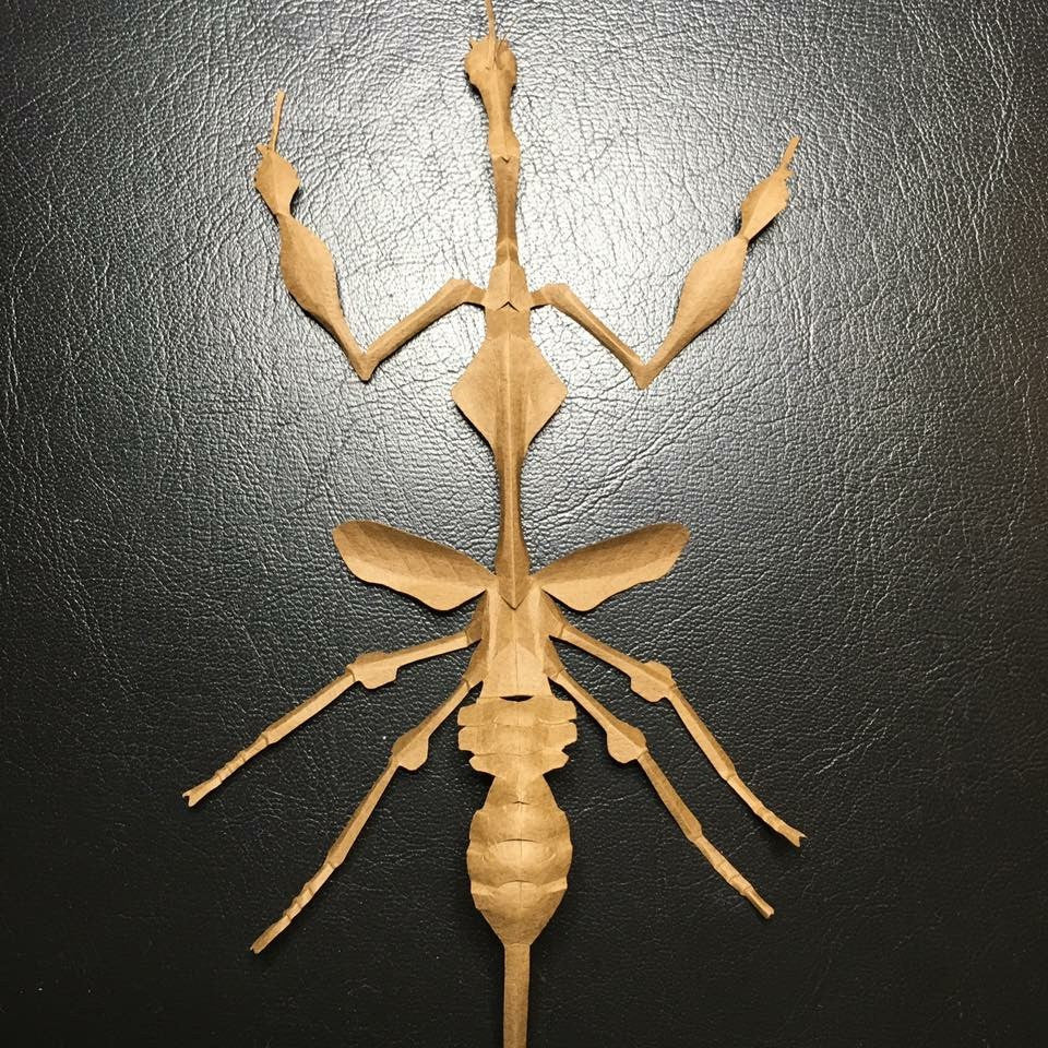 Paper insects - USMANTIS