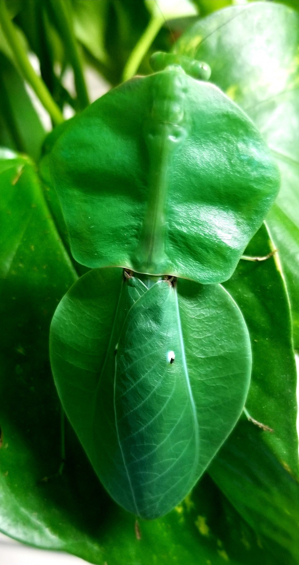 Choerdodis rhomboidea Mantis escudo peruana NUEVA “Cobra Mantis “
