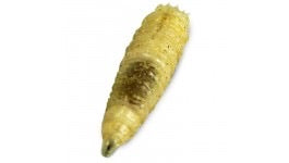 Blue bottle fly Spikes, Larvae, Grubs feeder flies. Bulk pupae - USMANTIS