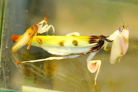 Helvia cardinalis Yellow orchid flower mantis