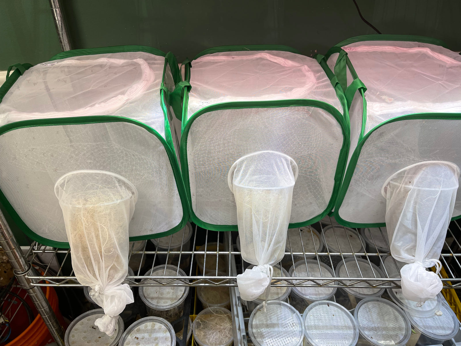 Insect and Butterfly Habitat Cage12 X 12 X 12 With Sleeve - USMANTIS