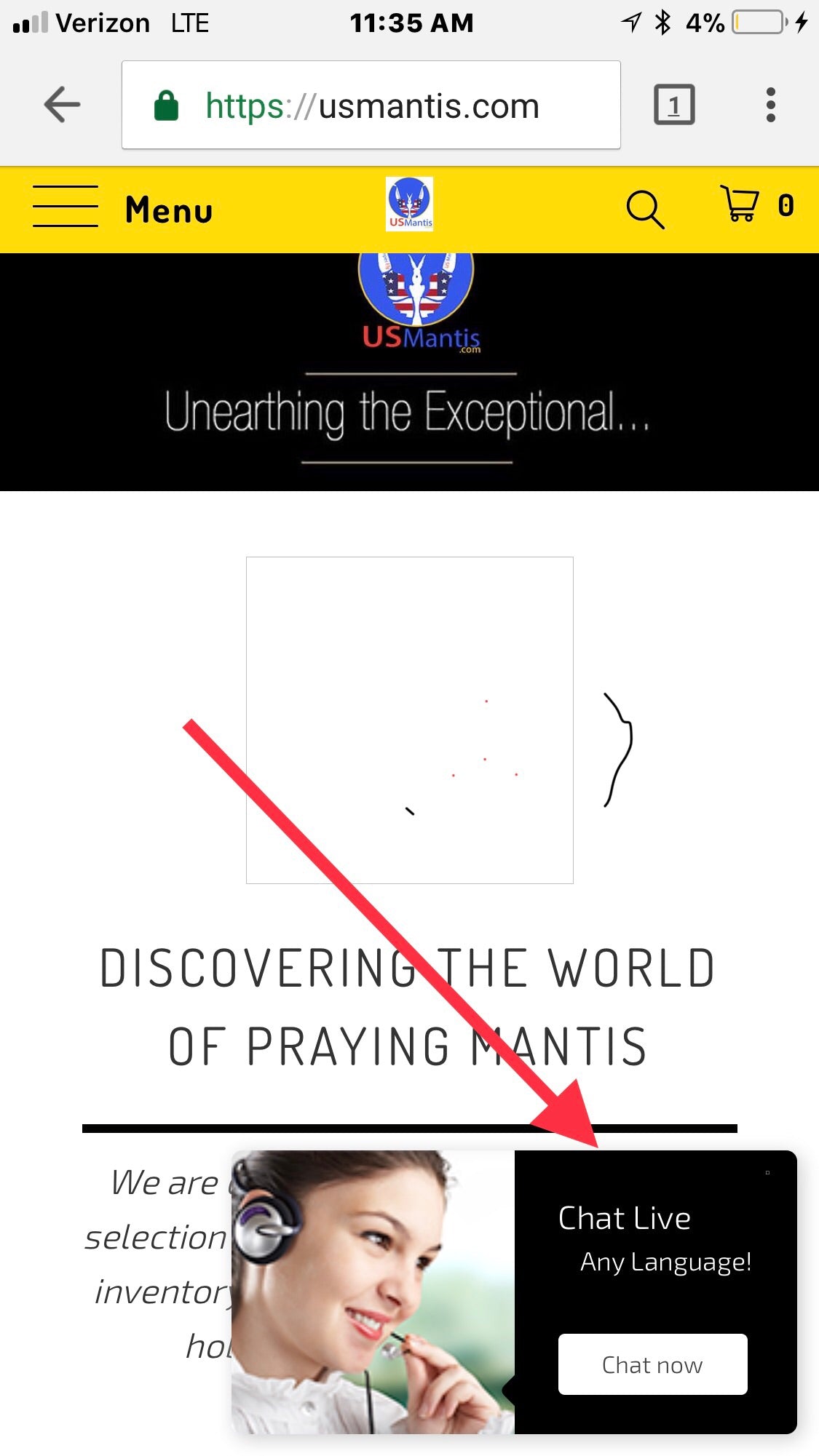 Metallyticus splendidus. Iridescent bark mantis - USMANTIS